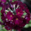 primula denticulata red - abriachan nurseries